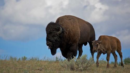 Ice Age Giants Season 1 Episode 3 - Last of the Giants