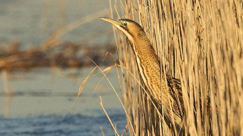 Iolo's Secret Life of Birds Season 1 Episode 5 - Designed for a Welsh Life