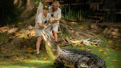 Crikey! It's the Irwins Season 2 Episode 1 - Bosco the Croc's Big Move