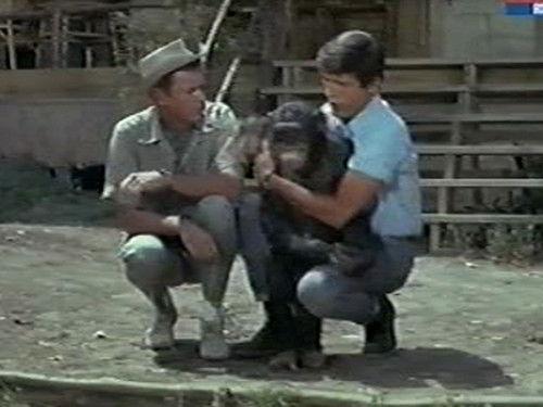 Daktari Season 3 Episode 15 - The Elephant Raid (Part 1)