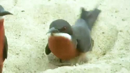 Trials of Life Season 1 Episode 6 - Home Making