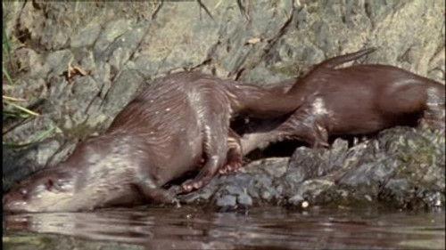 Natural World Season 25 Episode 2 - On the Trail of Tarka