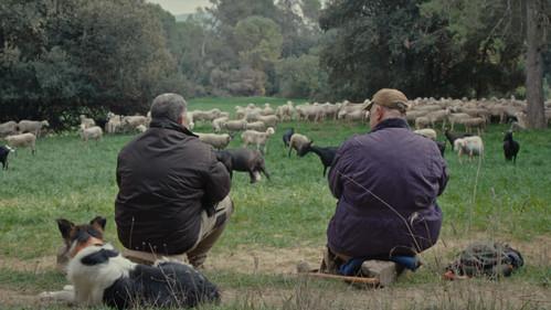 POV Season 37 Episode 5 - Fauna