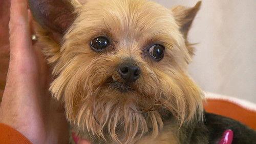 The Incredible Dr. Pol Season 12 Episode 2 - Rock-a-Baa Baby