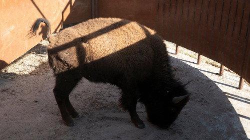 Heartland Docs, DVM Season 2 Episode 5 - Bring On the Bison!