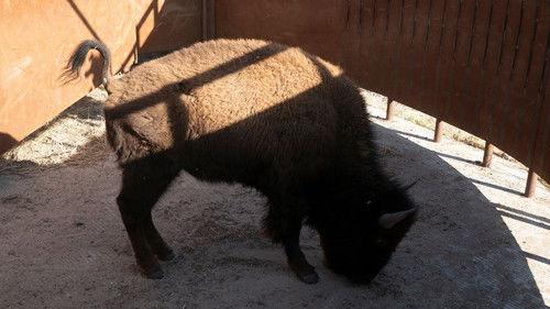 Background image for Bring On the Bison!