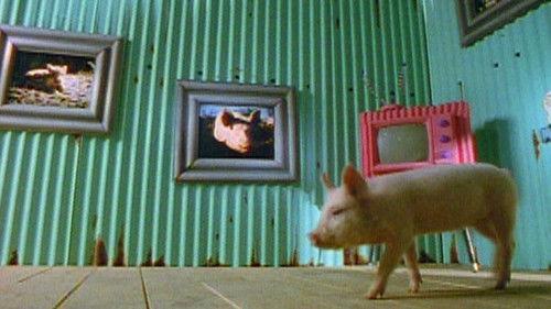 Nature Season 15 Episode 4 - The Joy of Pigs