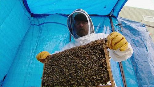 MythBusters Season 8 Episode 20 - Bug Special