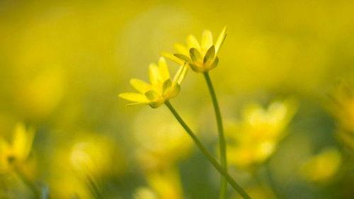 Springwatch Season 19 Episode 10 - Episode 10