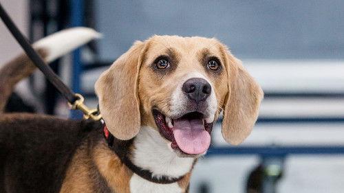 Dog Squad Puppy School Season 4 Episode 6 - Episode 6