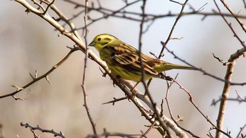Countryfile Season 36 Episode 1 - Rural Heritage