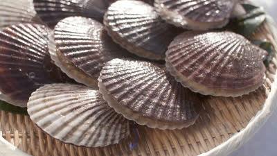 Background image for Scallop