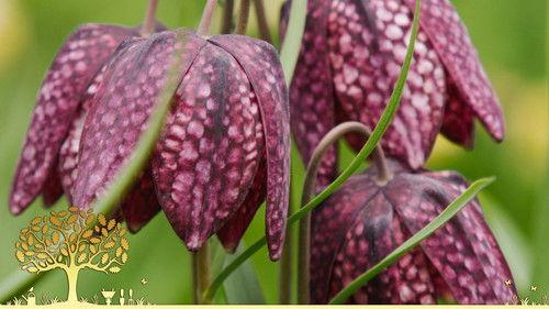 Gardeners' World Season 54 Episode 5 - Episode 5