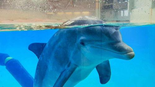 Vetenskapens värld Season 50 Episode 15 - Episode 15