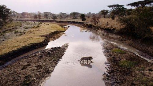 Nature Season 43 Episode 11 - Purgatory | Katavi: Africa's Fallen Paradise