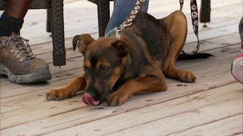 Pit Bulls and Parolees Season 5 Episode 15 - From the Shadows