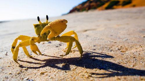 Australia Remastered Season 4 Episode 3 - Coast