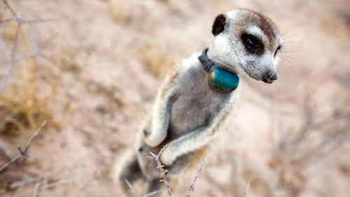 Animals with Cameras Season 1 Episode 1 - Episode 1