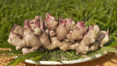 Trails to Oishii Tokyo Season 2 Episode 2 - GINGER