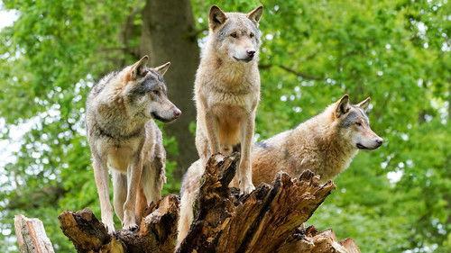 Animal Park Season 20 Episode 9 - Summer 2022: Episode 9