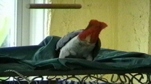 Funniest Pets & People Season 3 Episode 10 - Untamed