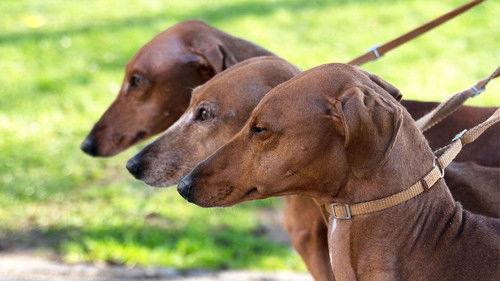 Crufts Season 16 Episode 6 - 2026 Day 3 - Part 1