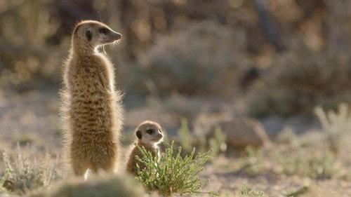 Mamas Season 1 Episode 4 - Meerkat