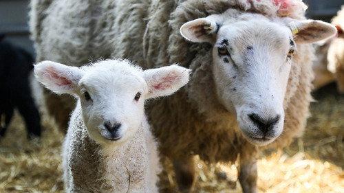 Secret Life of Farm Animals Season 1 Episode 1 - Episode 1