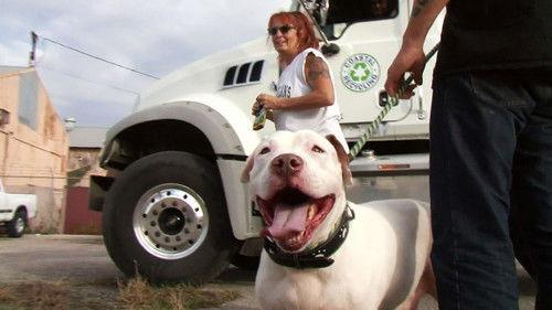 Pit Bulls and Parolees Season 5 Episode 16 - Perfect Match