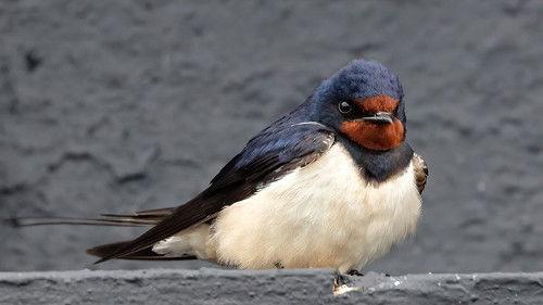 Springwatch Season 21 Episode 10 - Episode 10