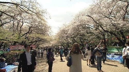 Document 72 Hours Season 5 Episode 12 - Ueno Park, Under the Cherry Trees in Full Bloom