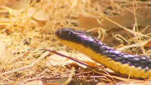 72 Dangerous Animals: Australia Season 1 Episode 3 - Dead or Alive