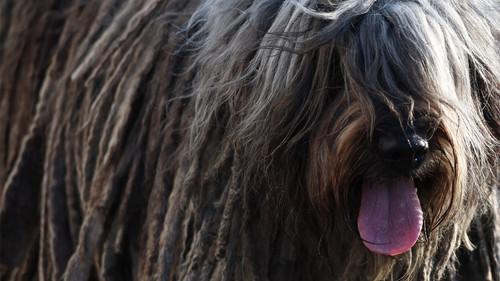 Crufts Season 16 Episode 8 - 2026 Day 4 - Part 1