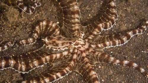 Secrets of the Octopus Season 1 Episode 1 - Shapeshifters
