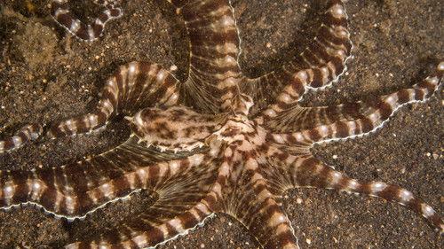 Secrets of the Octopus Season 1 Episode 1 - Shapeshifters