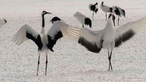 Magical Japanese Season 3 Episode 6 - Bird