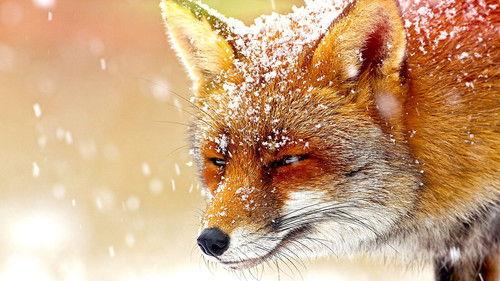 The Wonder of Animals Season 1 Episode 5 - Foxes