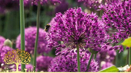 Gardeners' World Season 55 Episode 12 - Episode 12