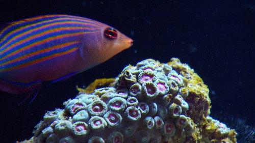 Tanked Season 2 Episode 3 - Serenity Now