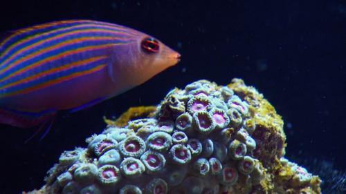 Tanked Season 2 Episode 3 - Serenity Now