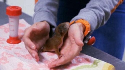 Woozle Goozle und die Weltentdecker Season 1 Episode 6 - Episode 6