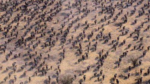 Our Planet Season 2 Episode 1 - Chapter 1: World on the Move