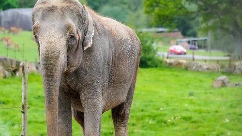 Animal Park Season 22 Episode 6 - Summer 2023: Episode 6