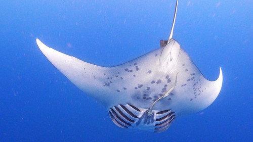 Great Blue Wild Season 2 Episode 3 - Giants of Palau