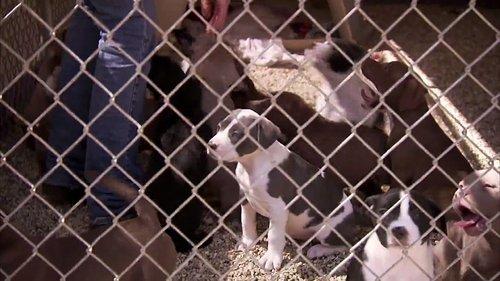 Pit Bulls and Parolees Season 4 Episode 4 - Ghost Dog