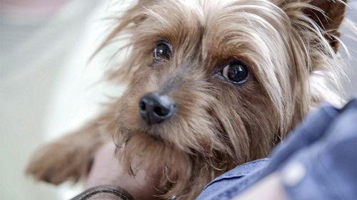 The Dog House Season 1 Episode 3 - Episode 3