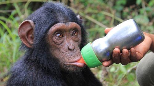 Rescued Chimpanzees of the Congo with Jane Goodall Season 1 Episode 2 - New Arrivals