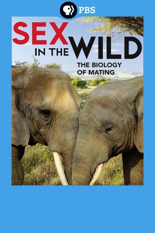 Sex In the Wild poster