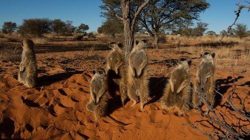 Meet The Meerkats Season 1 Episode 1 - Brave New Wild