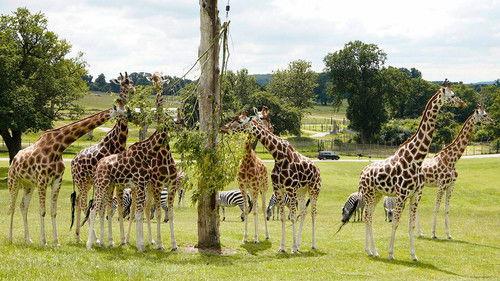 Animal Park Season 20 Episode 12 - Summer 2022: Episode 12